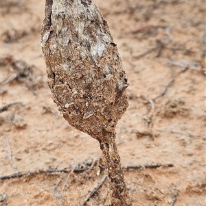 Podaxis pistillaris at Hugh, NT - 27 Oct 2024