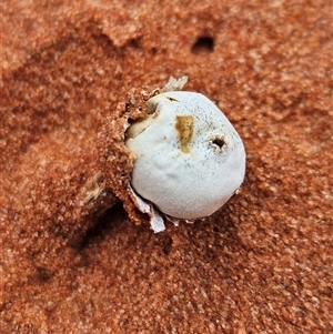 Tulostoma (Stalkball) at Hugh, NT by atticus