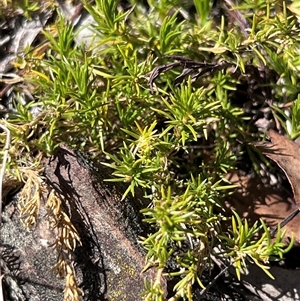 Scleranthus diander at Pialligo, ACT - 26 Oct 2024