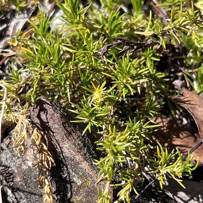 Scleranthus diander (Many-flowered Knawel) at Pialligo, ACT - 26 Oct 2024 by Untidy