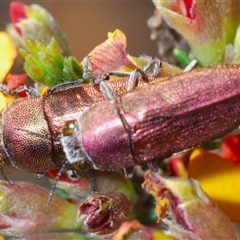 Melobasis propinqua (Propinqua jewel beetle) at Yarralumla, ACT - 27 Oct 2024 by Harrisi