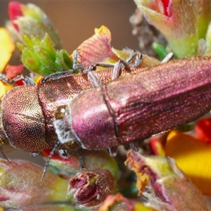 Melobasis propinqua at Yarralumla, ACT - 27 Oct 2024 06:02 PM