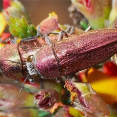 Melobasis propinqua at Yarralumla, ACT - 27 Oct 2024