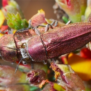 Melobasis propinqua at Yarralumla, ACT - 27 Oct 2024 06:02 PM