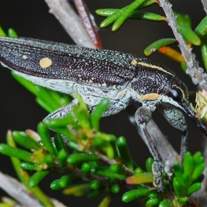 Rhinotia bidentata at Yarralumla, ACT - 27 Oct 2024