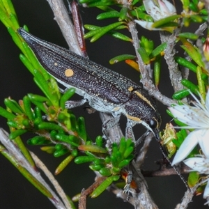 Rhinotia bidentata at Yarralumla, ACT - 27 Oct 2024