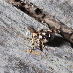 Petalanthes hexastera at Yarralumla, ACT - 27 Oct 2024 by Harrisi