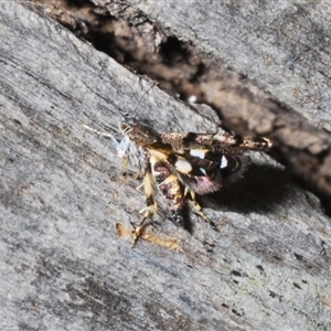 Petalanthes hexastera at Yarralumla, ACT - 27 Oct 2024