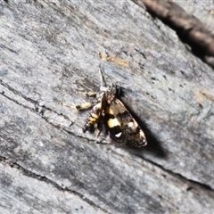 Petalanthes hexastera at Yarralumla, ACT - 27 Oct 2024