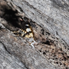 Petalanthes hexastera at Yarralumla, ACT - 27 Oct 2024 06:27 PM