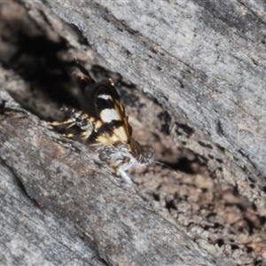 Petalanthes hexastera at Yarralumla, ACT - 27 Oct 2024