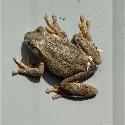 Litoria peronii (Peron's Tree Frog, Emerald Spotted Tree Frog) at Yass, NSW - 21 Oct 2024 by SustainableSeg