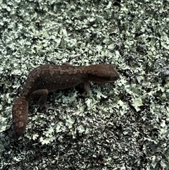 Diplodactylus vittatus at Woolgarlo, NSW - suppressed