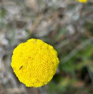 Craspedia variabilis at Woolgarlo, NSW - 14 Oct 2024