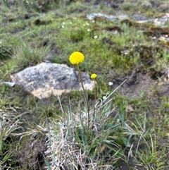 Craspedia variabilis at Woolgarlo, NSW - 14 Oct 2024