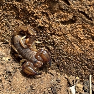 Urodacus manicatus at Woolgarlo, NSW - suppressed