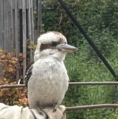 Dacelo novaeguineae (Laughing Kookaburra) at Yass, NSW - 4 Oct 2024 by SustainableSeg