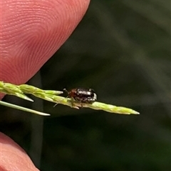 Alticini (tribe) (Unidentified flea beetle) at Yass, NSW - 27 Oct 2024 by SustainableSeg