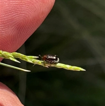 Alticini (tribe) (Unidentified flea beetle) at Yass, NSW - 27 Oct 2024 by SustainableSeg