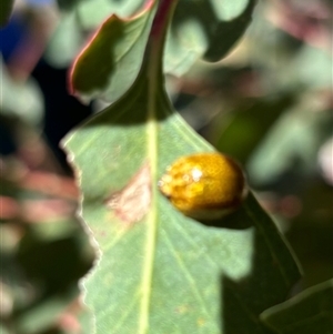 Paropsisterna cloelia at Yass, NSW - 27 Oct 2024