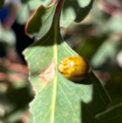 Paropsisterna cloelia (Eucalyptus variegated beetle) at Yass, NSW - 27 Oct 2024 by SustainableSeg