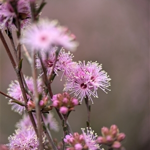 Kunzea parvifolia at Fisher, ACT - 27 Oct 2024 02:22 PM