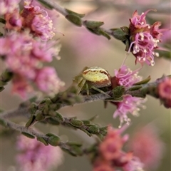 Kunzea parvifolia at Fisher, ACT - 27 Oct 2024 02:22 PM