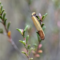 Kunzea parvifolia at Fisher, ACT - 27 Oct 2024