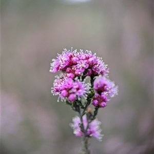 Kunzea parvifolia at Fisher, ACT - 27 Oct 2024