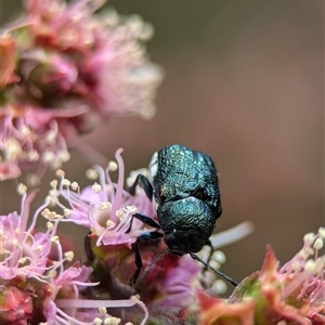 Aporocera (Aporocera) scabrosa at Fisher, ACT - 27 Oct 2024