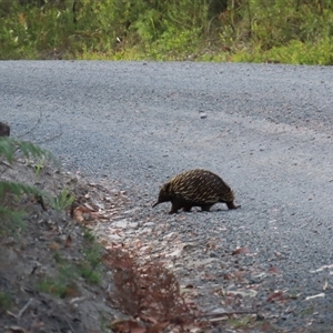 Tachyglossus aculeatus at Jervis Bay, JBT - 27 Oct 2024