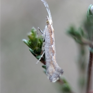 Plutella xylostella at Fisher, ACT - 27 Oct 2024 02:40 PM