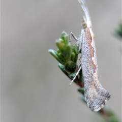 Plutella xylostella at Fisher, ACT - 27 Oct 2024 02:40 PM