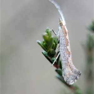 Plutella xylostella at Fisher, ACT - 27 Oct 2024 02:40 PM