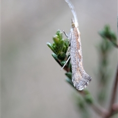 Plutella xylostella at Fisher, ACT - 27 Oct 2024 02:40 PM