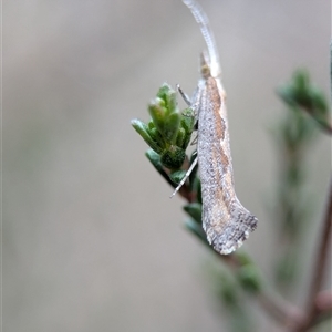 Plutella xylostella at Fisher, ACT - 27 Oct 2024 02:40 PM