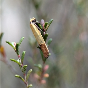 Oecophoridae (family) at Fisher, ACT - 27 Oct 2024