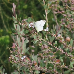 Pieris rapae (Cabbage White) at Jervis Bay, JBT - 27 Oct 2024 by lbradley