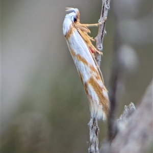 Oxythecta acceptella at Fisher, ACT - 27 Oct 2024