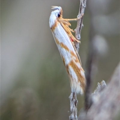 Oxythecta acceptella (Scat Moth) at Fisher, ACT - 27 Oct 2024 by Miranda