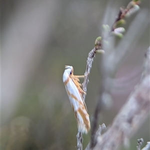 Oxythecta acceptella at Fisher, ACT - 27 Oct 2024