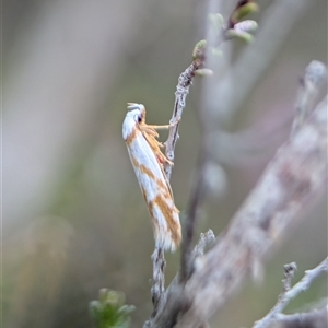 Oxythecta acceptella at Fisher, ACT - 27 Oct 2024