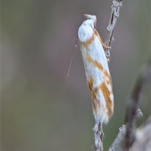 Oxythecta acceptella at Fisher, ACT - 27 Oct 2024