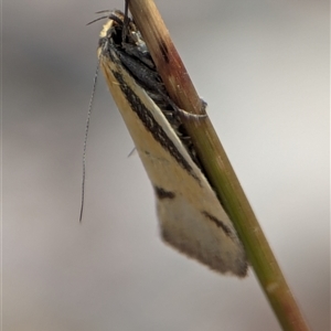 Philobota undescribed species near arabella at Fisher, ACT - 27 Oct 2024