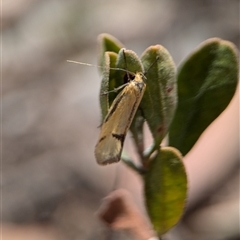 Philobota undescribed species near arabella at Fisher, ACT - 27 Oct 2024