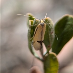 Philobota undescribed species near arabella at Fisher, ACT - 27 Oct 2024