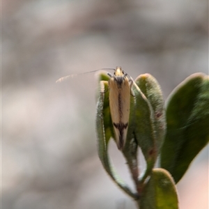 Philobota undescribed species near arabella at Fisher, ACT - 27 Oct 2024