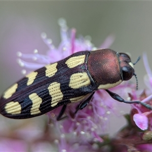 Castiarina decemmaculata at Fisher, ACT - 27 Oct 2024