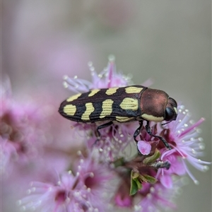 Castiarina decemmaculata at Fisher, ACT - 27 Oct 2024 02:35 PM