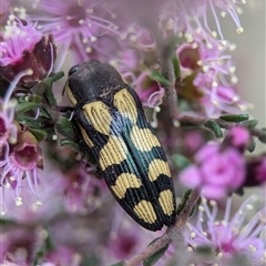 Castiarina decemmaculata at Fisher, ACT - 27 Oct 2024 02:35 PM